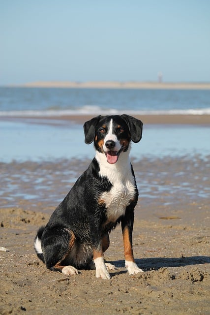 Managing Shedding in Dogs