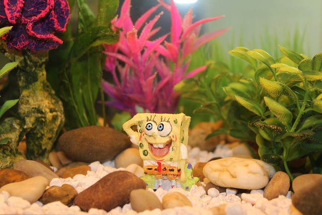 The Do's and Don'ts of Fish Tank Maintenance