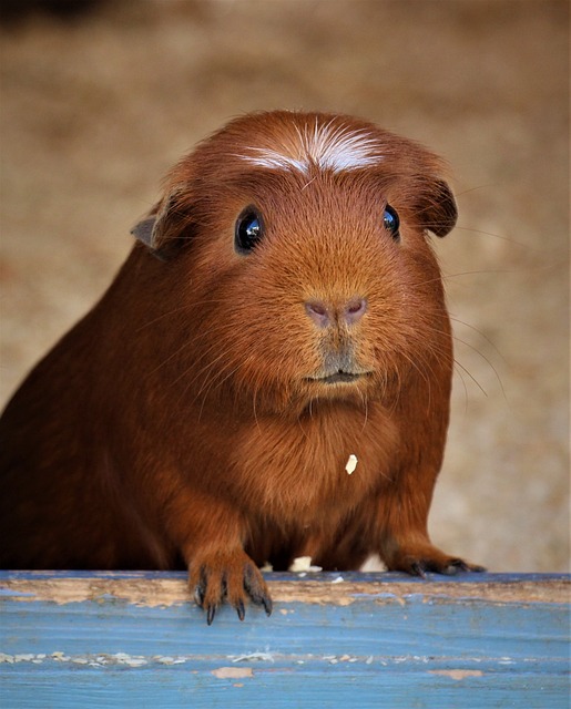 Creating a Balanced Diet for Guinea Pigs