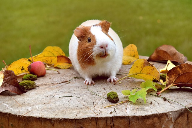 How to Create a Balanced Diet for Guinea Pigs