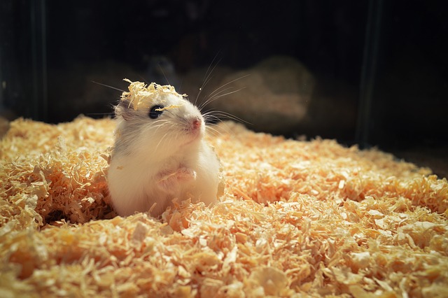 Choosing the Right Diet for Your Hamster