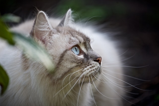 Tips for Grooming Your Long-Haired Cat