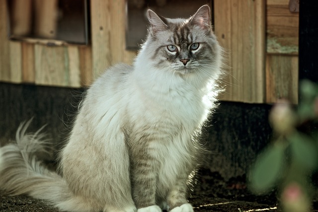 Tips for Grooming Your Long-Haired Cat