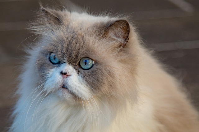 Tips for Grooming Your Long-Haired Cat