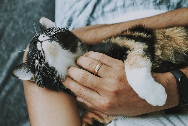 How to Groom Your Long-Haired Pets at Home