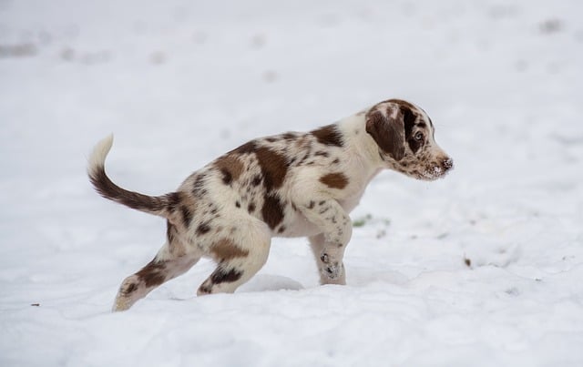 Essential Nutrients for Puppy Growth