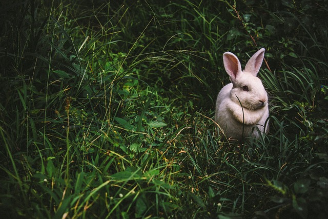 Healthy Eating Habits for Rabbits