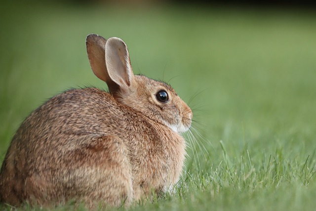 How to Choose the Right Pet Food for Your Rabbit