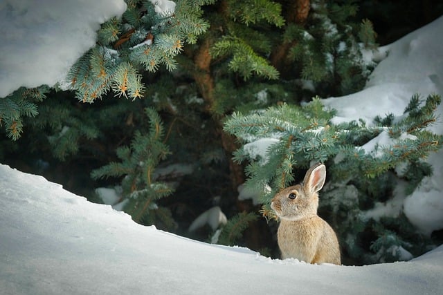 The Importance of Dental Care for Rabbits