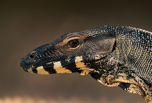 Essential Vitamins for Reptile Health