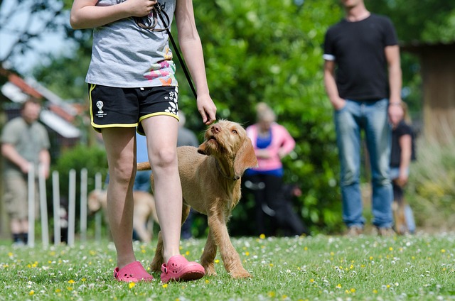 Tips for Effective Dog Training Techniques