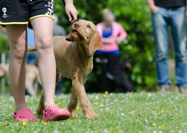 How to Train Your Dog for Better Behavior