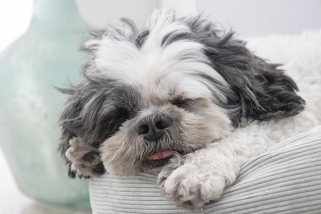 How to Stop Pets from Begging at the Table