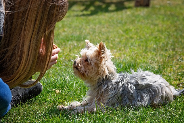 How to Train Your Pet at Home