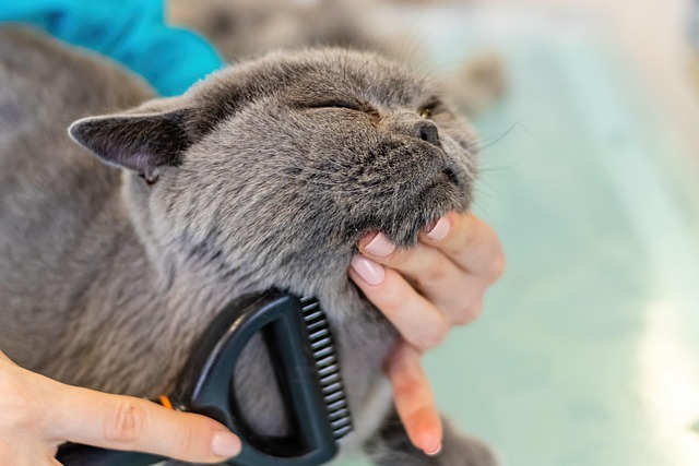 Essential Tips for Grooming Your Cat at Home