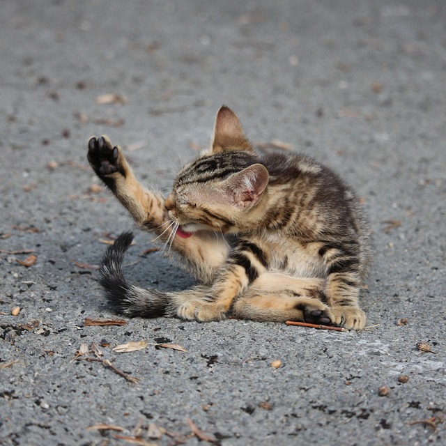 Tips for Grooming Your Cat at Home